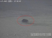 南京长江现壮丽一幕，野猪跨越千米江面成功登岸，网友戏称“二师兄水性杠杠的”
