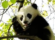 美国大熊猫将回国，中美合作仍致力于濒危物种保护
